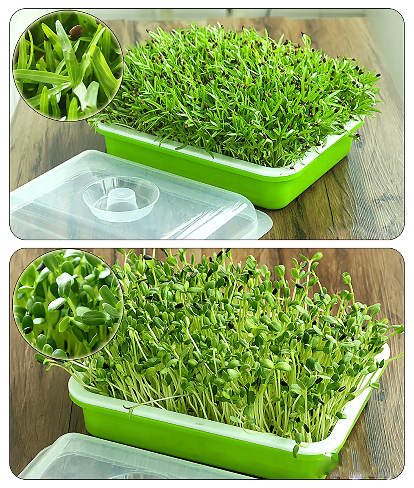 1 Set Green White Seed Hydroponics Bean Sprouts Seedling