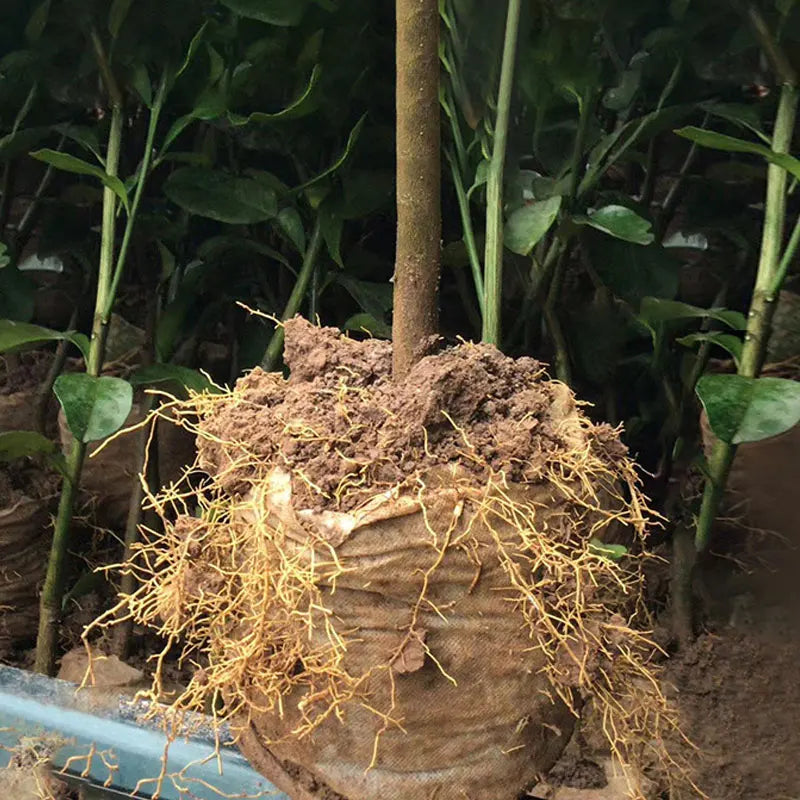 Biodegradable Bag Non-woven Planting Bags Fabric Nursery