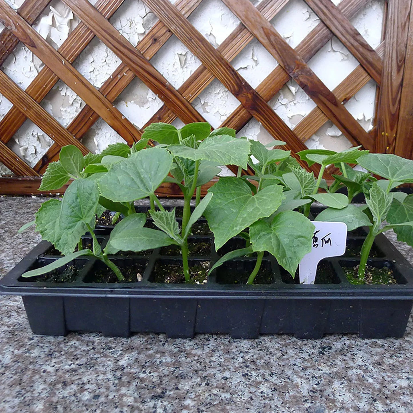 Sowing Nursery Tray 24 Holes Nursery Box