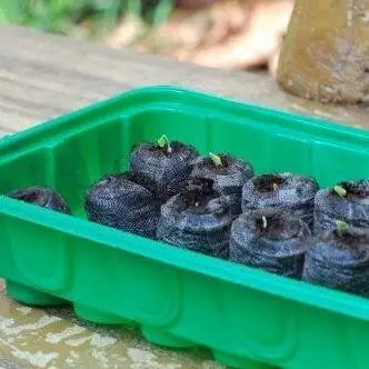 3 block Peat Pellets Seed Starting Plugs