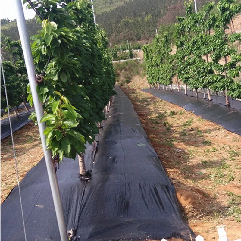 0.6m Width Anti Grass Mulch Cloth Pitaya Weed Barrier