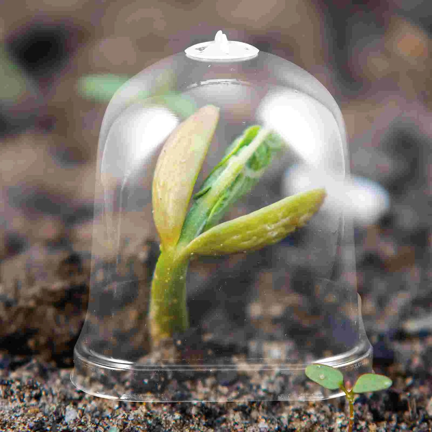 5 Pcs Plant Cover Mini Greenhouse Square Dome Bell Covers