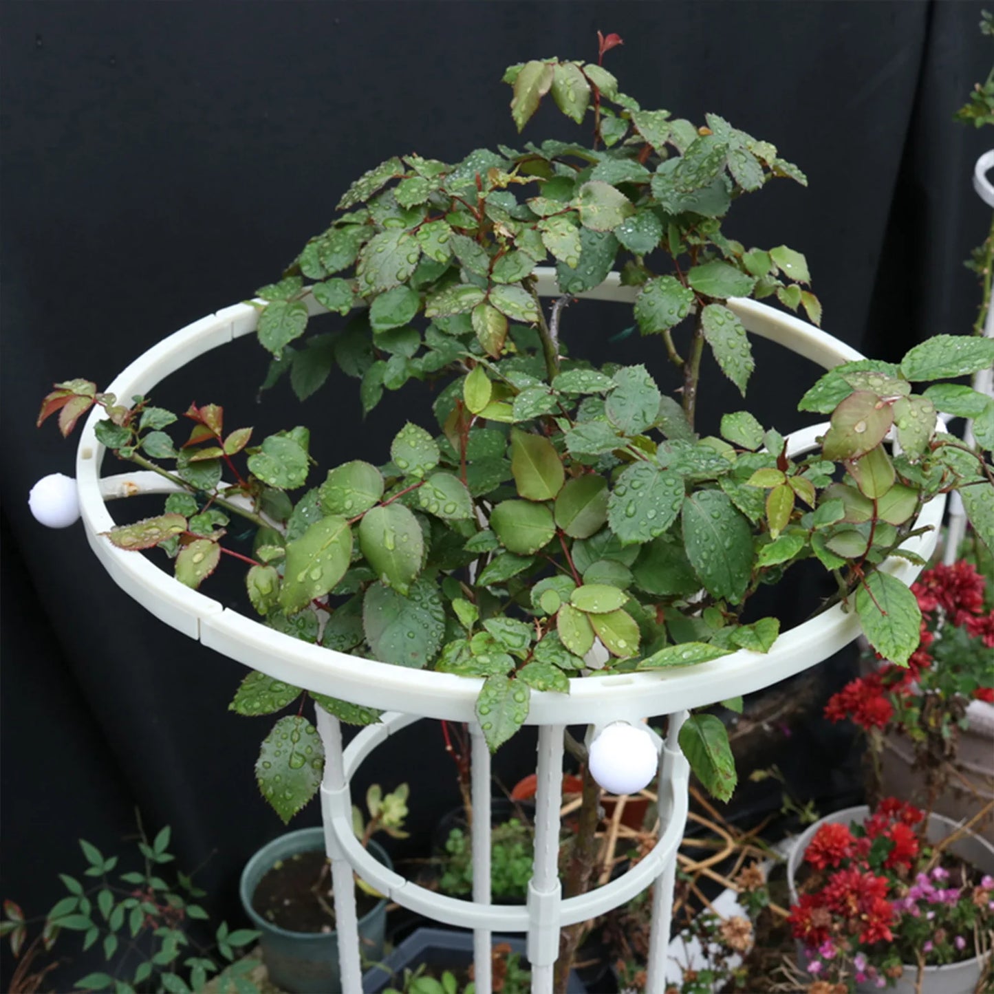 Garden Arch Trellis Plant Support Rustproof Frame For Climbing Vines