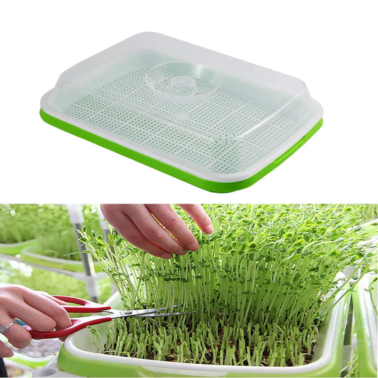 1 Set Green  White Seed Hydroponics Bean Sprouts Seedling